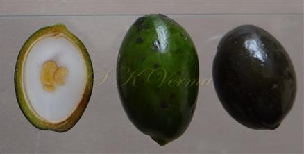  Fruits